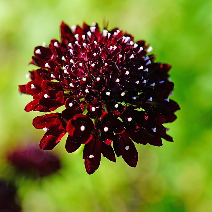 Outsidepride 200 Seeds Perennial Purple Scabiosa Pincushion Flower Seeds for Planting