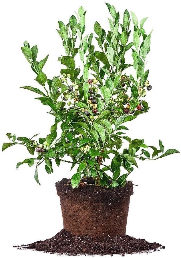 PERFECT PLANTS Tifblue Blueberry Live Plant, 3 Gallon, Includes Care Guide