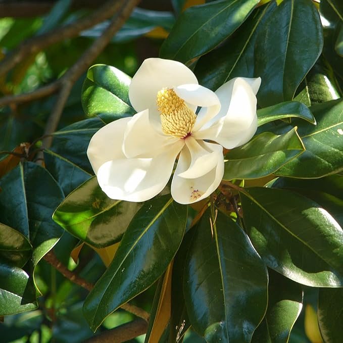 Southern Magnolia Seeds Magnolia Grandiflora Flowering Evergreen Ornamental Tree Fragrant Landscpaes Shage Trees Windbreaks Outdoor 10Pcs Flower Seeds by YEGAOL Garden