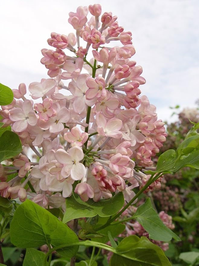 Syringa X hya. 'Maiden's Blush' (Lilac) Shrub, light pink flowers, #3 - Size Container