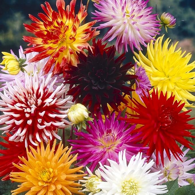 Needle Cactus Dahlia Seed Mix 50 Non-GMO Seeds for Planting
