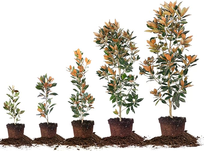 Perfect Plants Little Gem Magnolia Live Plant, 3-4', Includes Care Guide