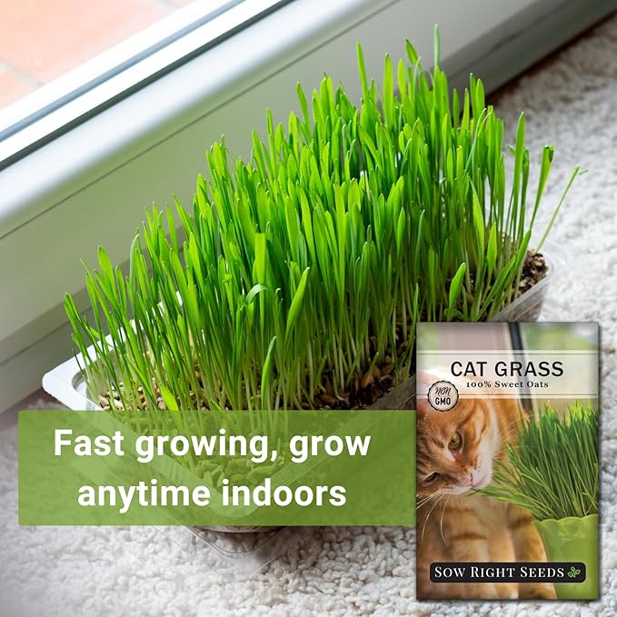 Sow Right Seeds - Bulk Cat Grass Seeds for Planting - 8 oz - Non-GMO Heirloom 100% Sweet Oats Grass for Cats and Dogs - Easy to Grow Healthy Greens - Safe & Natural Indoor Use - Ideal for Pet Lovers