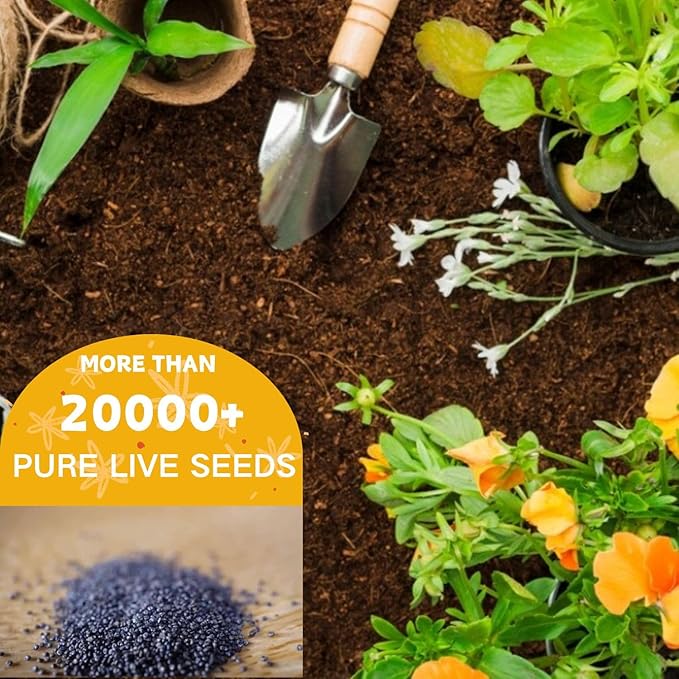 20000+ Double Moss Rose Seeds for Planting - Annual Portulaca Flower Seeds to Plant Outside, Mexican Rose, Sun Rose, Rock Rose, 4 Seasons 5 Grams