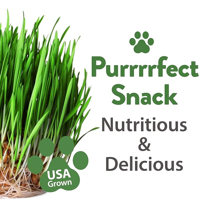 HOME GROWN 2100+ Cat Grass Seeds - Catnip Seeds, Lemongrass, Licorice, Thyme Seeds, Valerian - Grow Cat Grass for Indoor Cats - Cat Grass Seeds Bulk - Refill Cat Growing Grass Kit