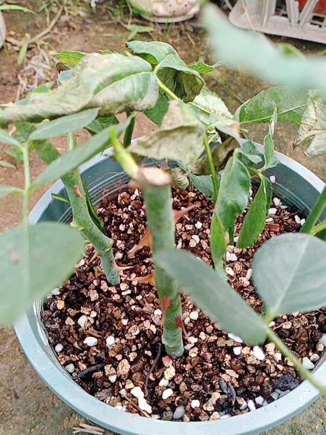 10QT Organic Vermiculite Granules for Plants and Gardening