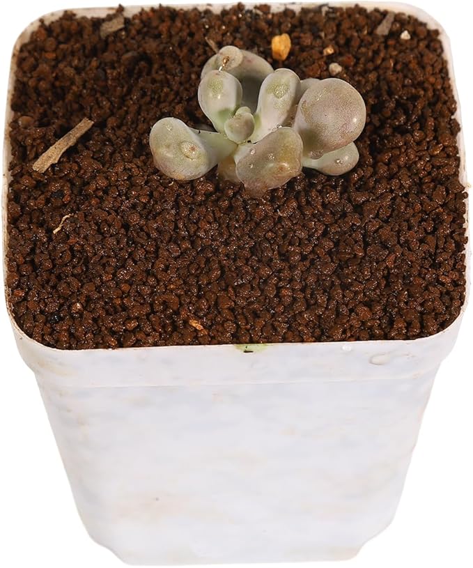 6 lb Fine Grain Japanese Super Hard Akadama Bonsai Soil (1-2mm) for cuttings, Aquatic Plant Soil, Cultivating seedlings and Miniature Bonsai