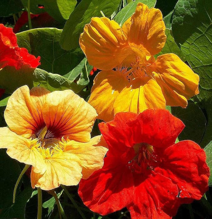 Climbing Vines Seeds - Colorful Mixture of Morning Blooming Vine, Nasturtium, Black Eyed Susan Vine and Sweet Pea Vines Seeds