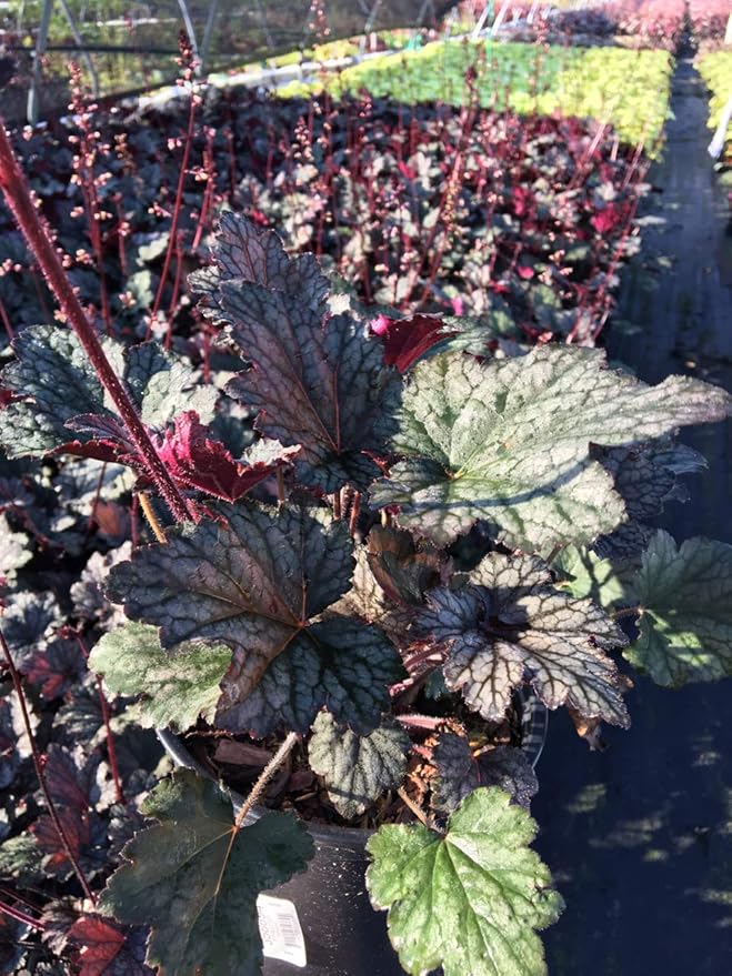 Heuchera 'Frosted Violet' (Coral Bells) Perennial, silver foliage with purple veins, 1 - Size Container