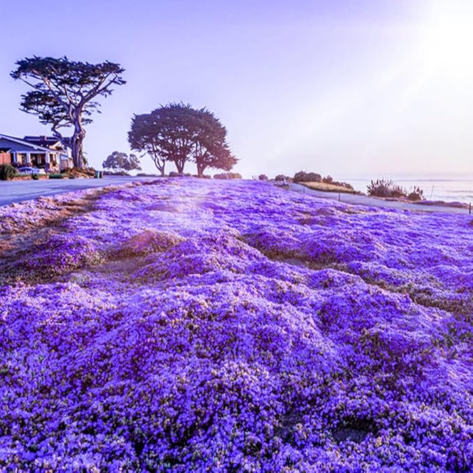 20000+ Creeping Thyme Seeds for Planting -Perennial Ground Cover Plants Flowers Non-GMO Heirloom