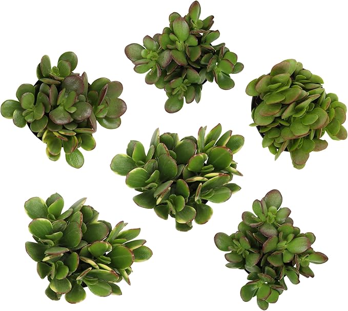 Altman Plants Classic Jade Plant Pack (6PK) Easy Plants, Variegated 'Mosaic' Jade Plants, Lemon Lime Succulent Plants, Live Succulents, Live Plants & Live House Plants in 3.5" Pots with Succulent Soil
