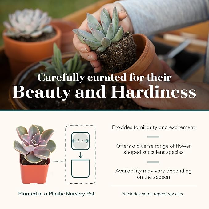 Shop Succulents Rosette Succulent Plant Pack Bulk Collection, Live Mini Succulent Plants, Low Maintenance, Floral Shaped Mix of Colors & Textures - Wedding and Party Favors, Gift & Garden, Pack of 128