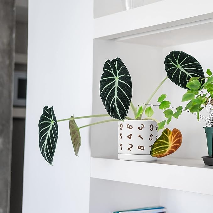 D'vine Dev Set of 2 Ceramic Planter Pots with Drainage Hole and Saucer, 4.5 Inch 6 Inch Plant Pots for Plants Indoor Houseplants, White, 99-B-1