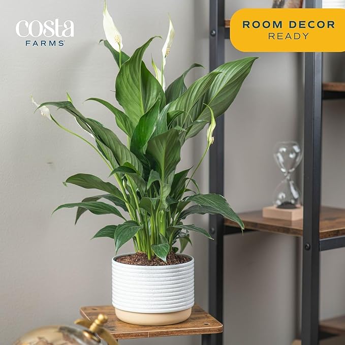 Costa Farms Peace Lily, Live Indoor Plant with Flowers, Easy to Grow Houseplant in Decorative Pot, Potting Soil, Thinking of You, Get Well Soon Gift, Room Decor, 1 Foot Tall