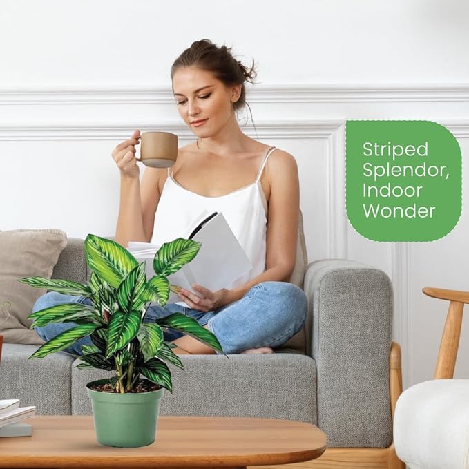 American Plant Exchange Calathea Beauty Star Live Prayer Plant, 6-Inch Pot W/Stylish Cover, Easy to Care, Pet Safe, Low Light & Air Purifying Tropical Indoor Houseplant for Home Office & Garden Décor