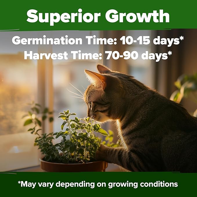 HOME GROWN Catnip Seeds (Bulk Pack) Non-GMO Heirloom Herb Seeds - Indoor or Outdoor Seed - High-Germination Cat Nip - Cat Safe Plants (Nepeta cataria)