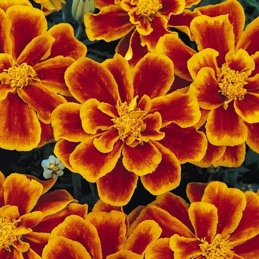 Outsidepride Durango Flame French Marigold Seeds - 500 Pcs Annual, Compact, Heat & Drought Tolerant Flower Seeds for Planting w/Anemone Type Bi-Colored Blooms, Ideal for Vibrant Pollinator Gardens
