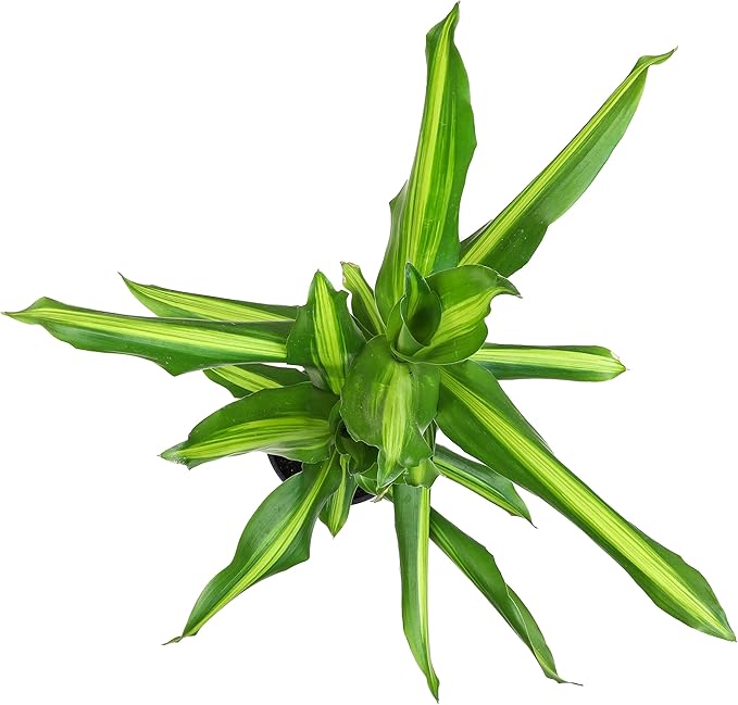 Dracaena Steudneri Moonlight 4 Pack House Plant, 4 Inch Pots for Plants, Dragon Tree Plants for Delivery Prime, Low Light House Plants, Live Plants Indoor Plants Live Houseplants by Plants for Pets