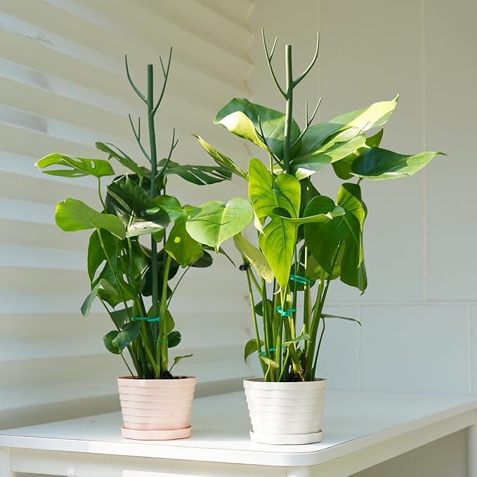 8 Pack Monstera Plant Support Stakes, 27.5inch Detachable Twig Plant Support Stakes with 12 Orchid Clips, 8 Twist Clips 65ft Twist Ties - Ideal Plant Stakes for Indoor Outdoor Plants