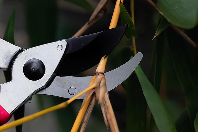 Raysbee Premium Plant Cutting 8' Professional Garden Bypass Pruner,Ergonomic,Rust-Resistant,Sharp Heavy duty Carbon Steel Blade, 1/2" Cutting, Non-slip Grip, Garden Scissors, Clippers, Shears