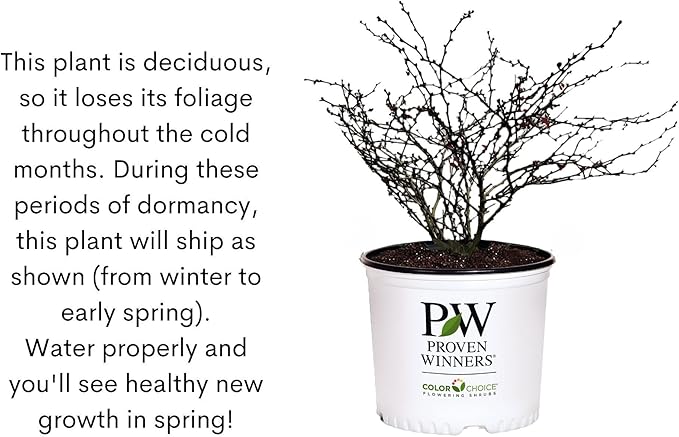 Sweetspire Scentlandia Itea, 2 Gallon, White Blooms