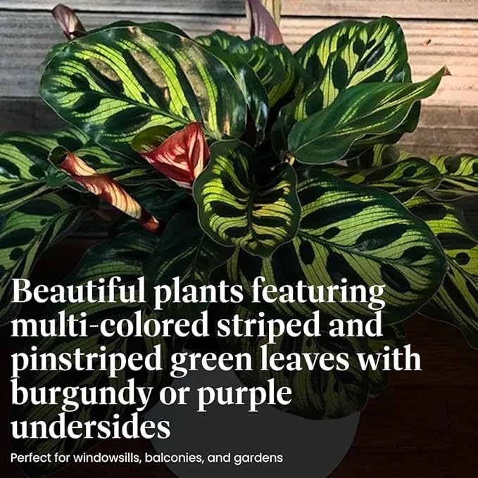 American Plant Exchange Live Assorted Calathea Plants, Prayer Plants, Plant Pots for Home and Garden Decor, 4" Pot, Pack of 3