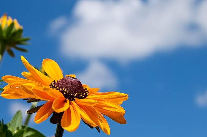 Black Eyed Susan Seeds for Planting, 5000 Seeds, Giving You Beautiful Black Eyed Susan Flowers, Non-GMO, Heirloom Seed Varieties