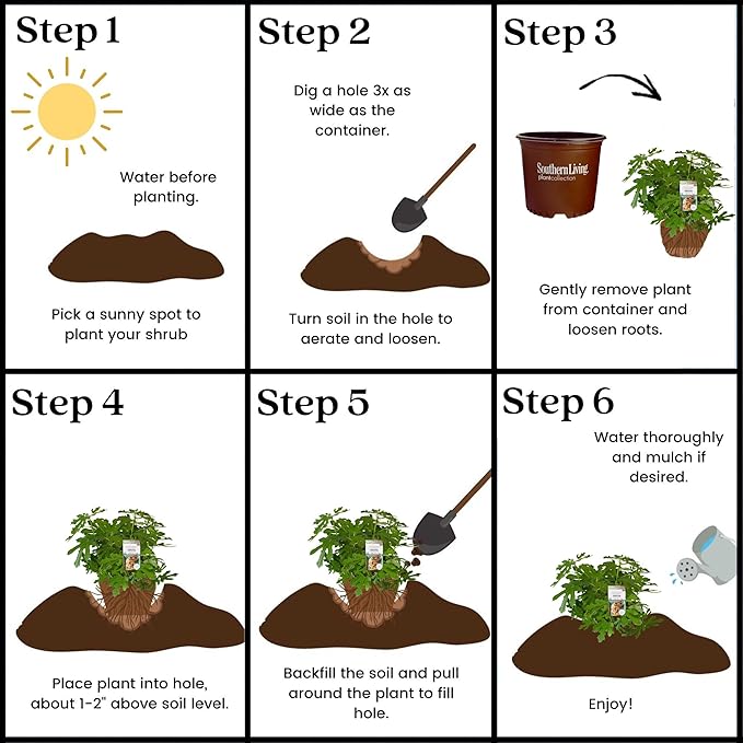 Southern Living Plant Collection 2 Gallon 'Little Miss Figgy' Fig Plant