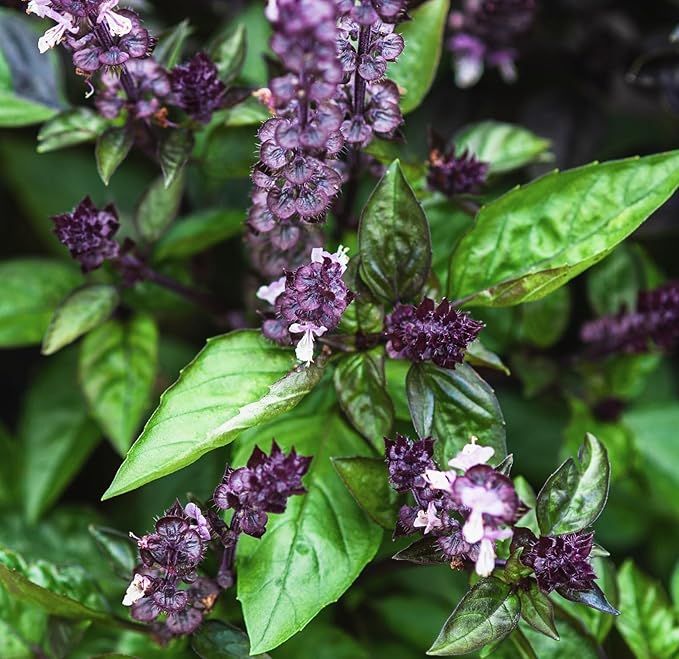 Cinnamon Basil Seeds for Planting Heirloom Non GMO Packets 750 Seeds – Plant & Grow Cinnamon Basil Indoor Hydroponics or Outdoor Gardening, Great Gardening Gift – 2 Packets, Purple
