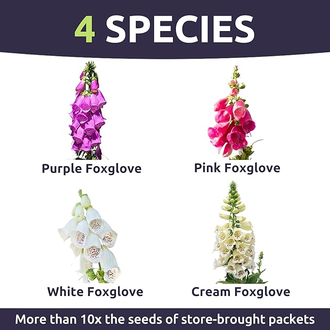 Foxglove Mixed Colors - Large 1/2 Ounce Packet - 125,000 Flower Seeds for Planting - Digitalis purpurea
