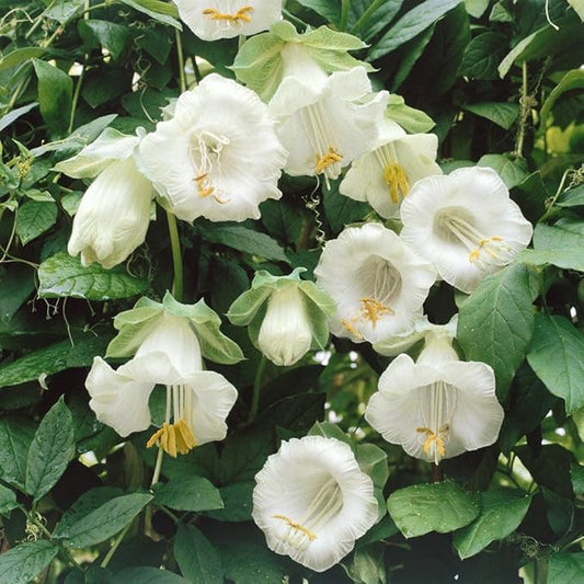Outsidepride 200 Seeds Perennial White Cobaea Cup & Saucer Vine Flower Seeds for Planting