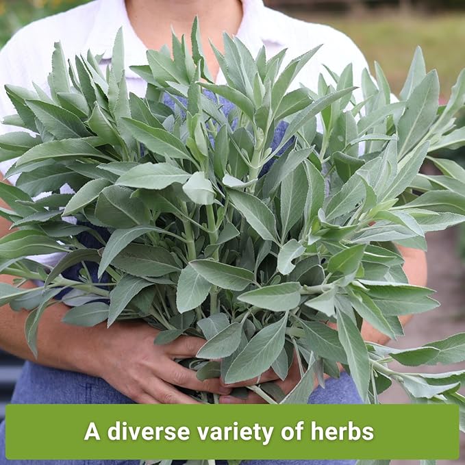 Sow Right Seeds - Sage Seed Collection - Salvia Seeds for Planting Indoors & Outdoors - Non-GMO Heirloom Common, White & Blue Varieties - Grow Aromatic Herb Garden - Perfect for Herbal or Culinary Use