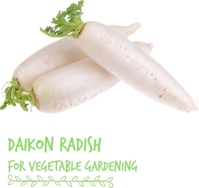 Handy Pantry Organic Radish Sprouting Seeds | 4oz. Non-GMO Daikon Radish Seeds | Radish Seeds For Planting, Sprouting, & Microgreens