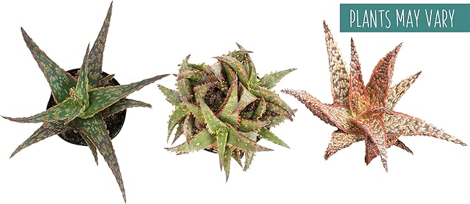 Live Aloe Plant Succulents (3 Pack), Succulents Plants Live in Potting Soil, Potted Succulents Live Plants, Star Aloe Plants Live in Cacti Pots, Cactus Plants Live Succulent Plants by Plants for Pets