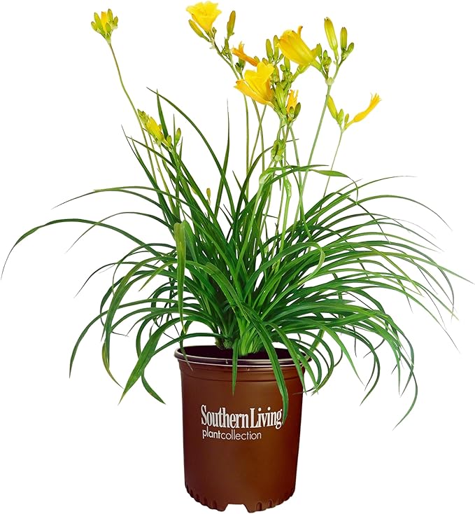 1 Gallon Southern Living Plant Collection Evergreen Stella Daylily