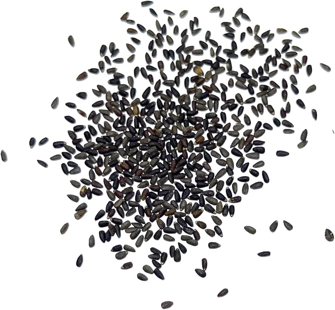 Seed Needs, Blue Hyssop Seeds - 500 Heirloom Seeds for Planting Hyssopus officinalis - Medicinal Herb for an Indoor/Outdoor Garden, Non-GMO & Untreated (1 Pack)