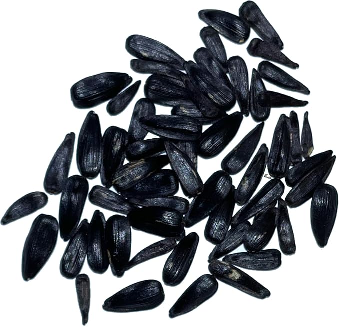 Seed Needs, Cherry Rose Sunflower Seeds - 50 Hybrid Seeds for Planting Helianthus annuus - Bi-Color Blooms for an Outdoor Butterfly Garden, Great Cut Flowers (2 Packs)