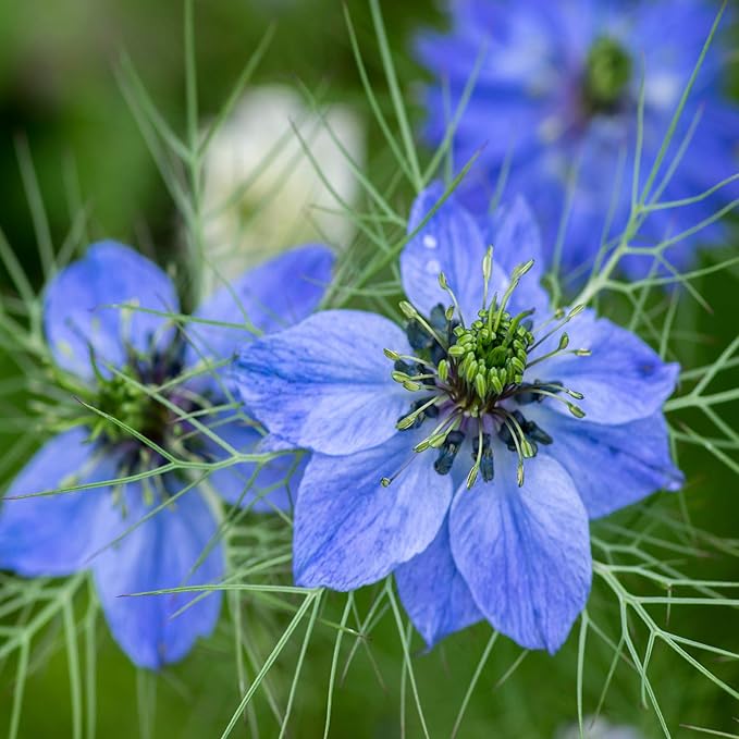 Outsidepride 2000 Seeds Annual Nigella Indigo Blue Love-in-a-Mist Flower Seeds for Planting