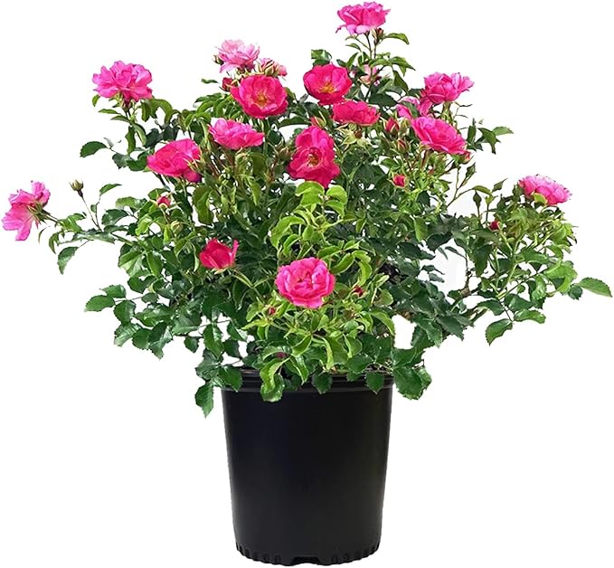 Green Promise Farms Rosa Carpet (Ground Cover) Rose, 2 Size Container, pink flower