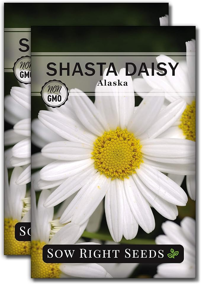 Sow Right Seeds - Shasta Daisy Flower Seeds for Planting - Non-GMO Heirloom Packet with Instructions - Attract Butterflies and Excellent for Cutting - White Blossom with Yellow Centers (2)
