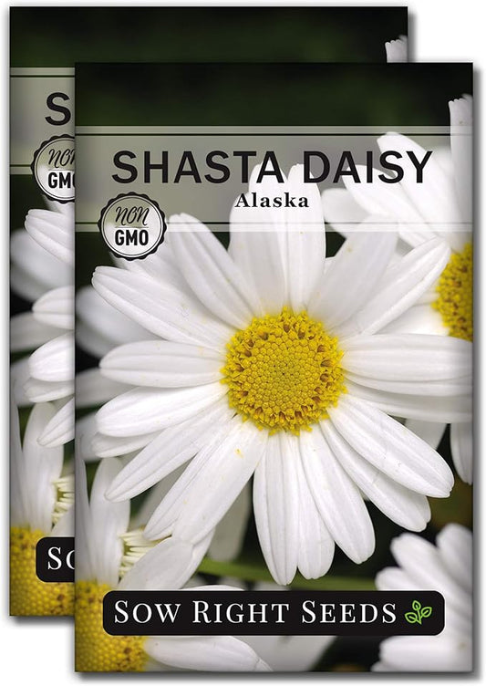Sow Right Seeds - Shasta Daisy Flower Seeds for Planting - Non-GMO Heirloom Packet with Instructions - Attract Butterflies and Excellent for Cutting - White Blossom with Yellow Centers (2)