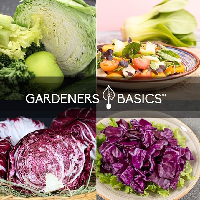 Gardeners Basics, Cabbage Seeds for Planting 5 Individual Packets Bok Choy, Michihili (Napa) Chinese Cabbage, Red, Golden Acre and Copenhagen Market Early for Your Non GMO Heirloom Vegetable Garden