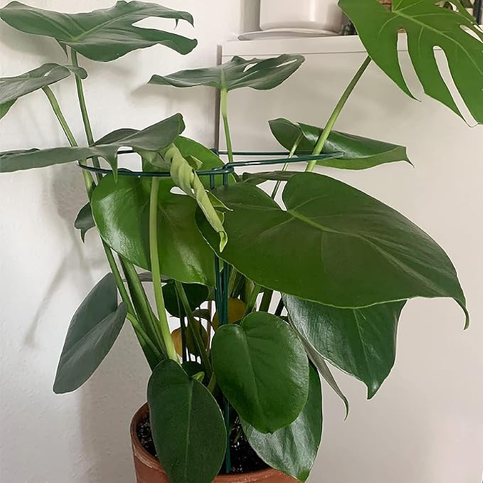 TCBWFY 20 Pack Garden Plant Support Stakes,10" Widex16 High Heavy Duty Interlinked Half Round Peony Support Ring Cage for Indoor Outdoor Plants,Plant Supports for Peony,Tomato,Hydrangea,Rose