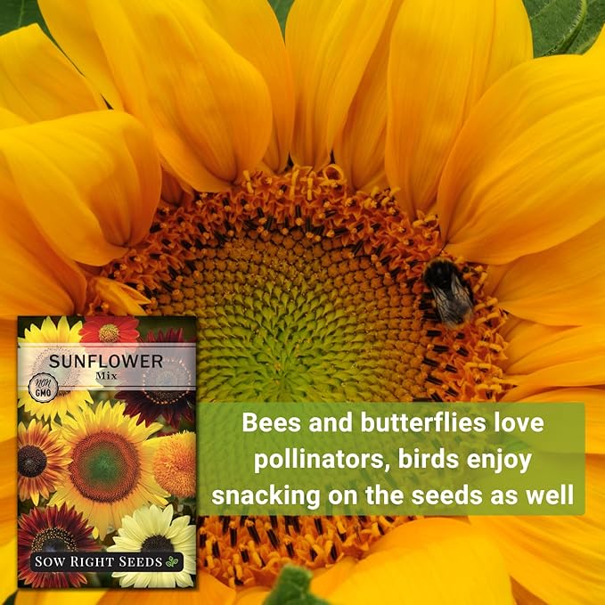 Sow Right Seeds - Mixed Sunflower Seeds for Planting - Non-GMO Heirloom Packet with Instructions - Great Wedding or Party Favor - Grow Giant Sunflowers in an Assortment of Bright, Unique Colors (1)