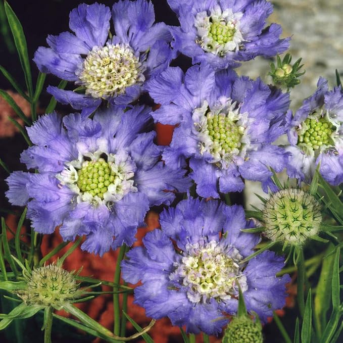 Outsidepride 400 Seeds Perennial Blue Scabiosa Pincushion Flower Seeds for Planting