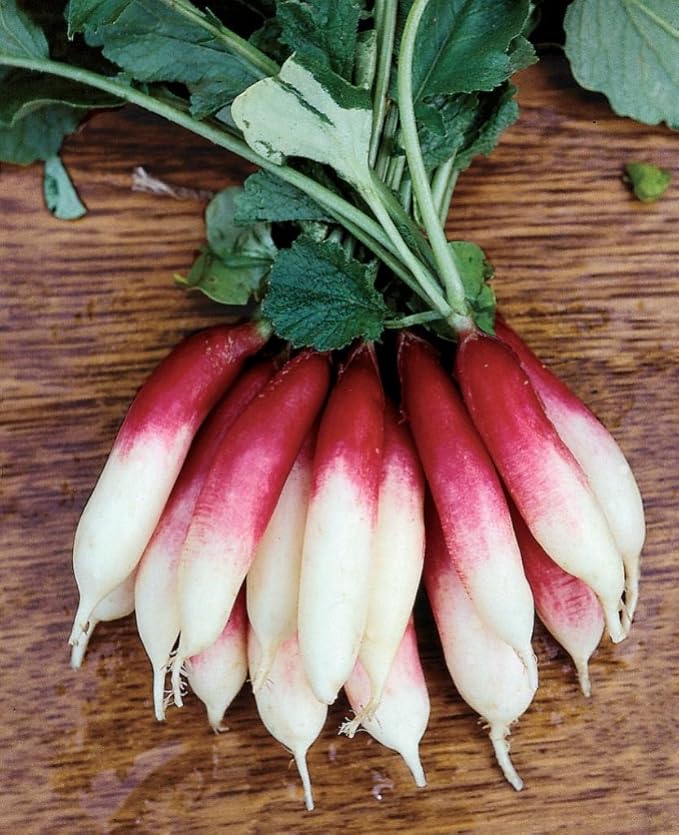 Burpee Fire 'n Ice Radish Seeds 300 seeds