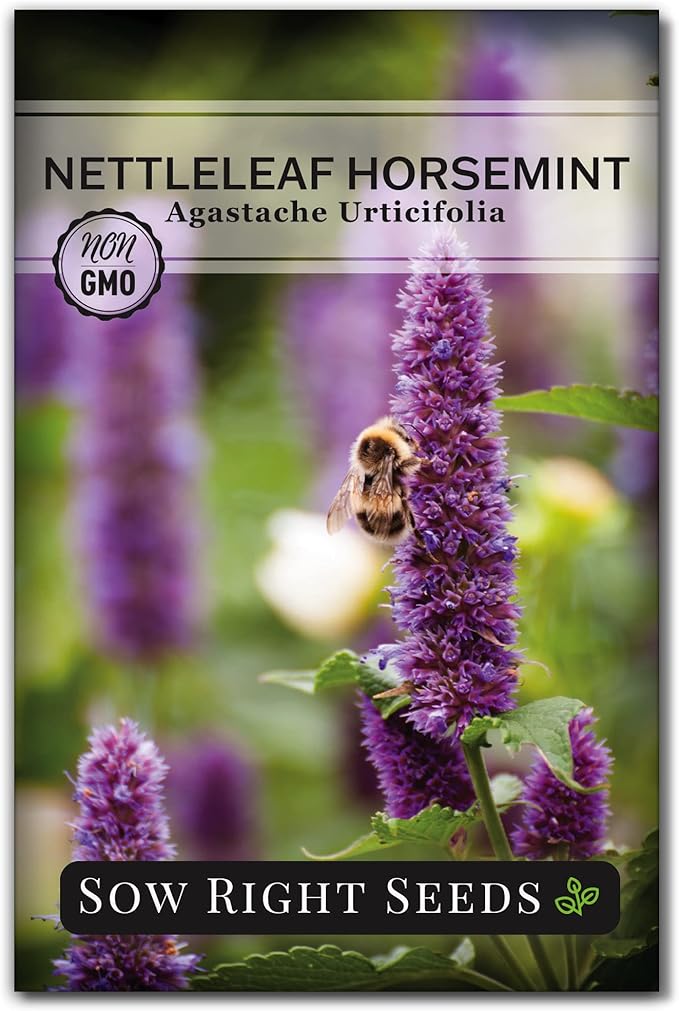 Sow Right Seeds - Nettleleaf Horsemint Seed for Planting - Medicinal Herb Giant Hyssop - Non-GMO Heirloom - Instructions to Plant and Grow an Herbal Tea Garden Indoors or Outdoors
