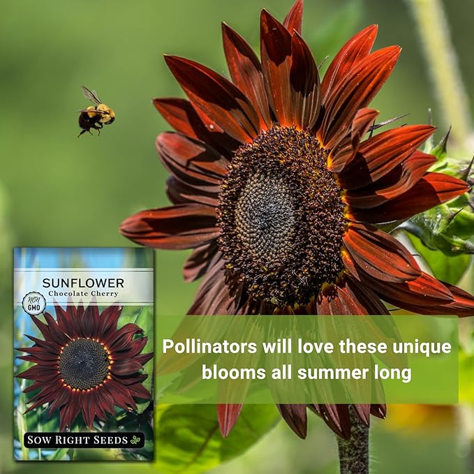 Sow Right Seeds - Chocolate Cherry Sunflower Seeds for Planting - Non-GMO Heirloom Packet with Instructions for Growing - Beautiful Giant Flower - Rare Burgundy and Dark Brown Petals (2)