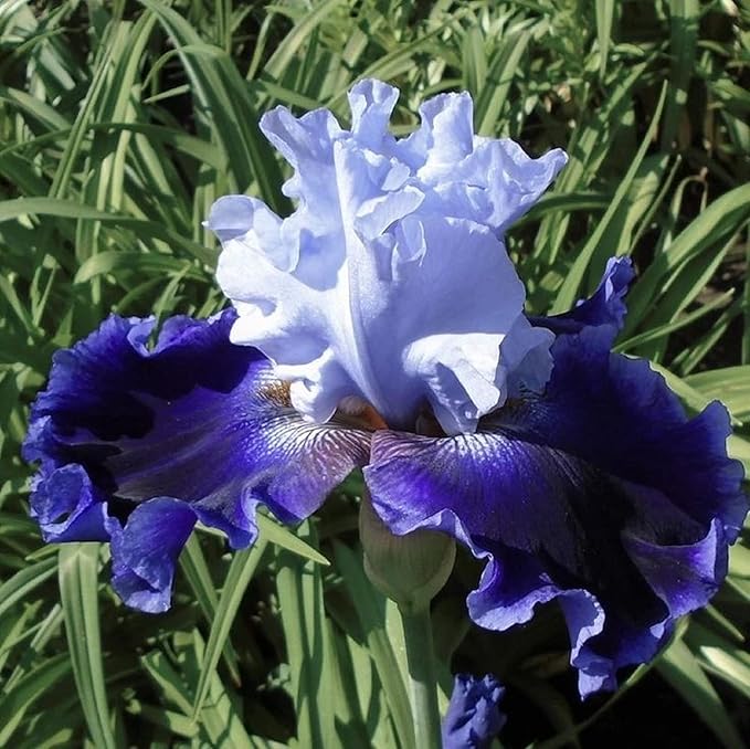 CHUXAY GARDEN 50 Seeds Iris 'Global Crossing' (Bearded Iris),Tall Bearded Iris,Iris Germanica,Late Midseason Irises Hybrid Flowering Plants Drought Tolerant Striking Landscaping Plant Low-Maintenance