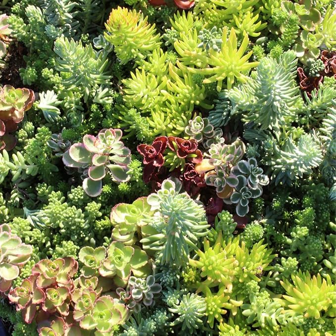 Sedum Succulent Plants Ground Cover, Live Succulents Plants Live Plants, Plant Tray of Outdoor Plants for Landscaping, Fairy Garden Accessories, Plant Wall Decor and Succulent Soil by Plants for Pets